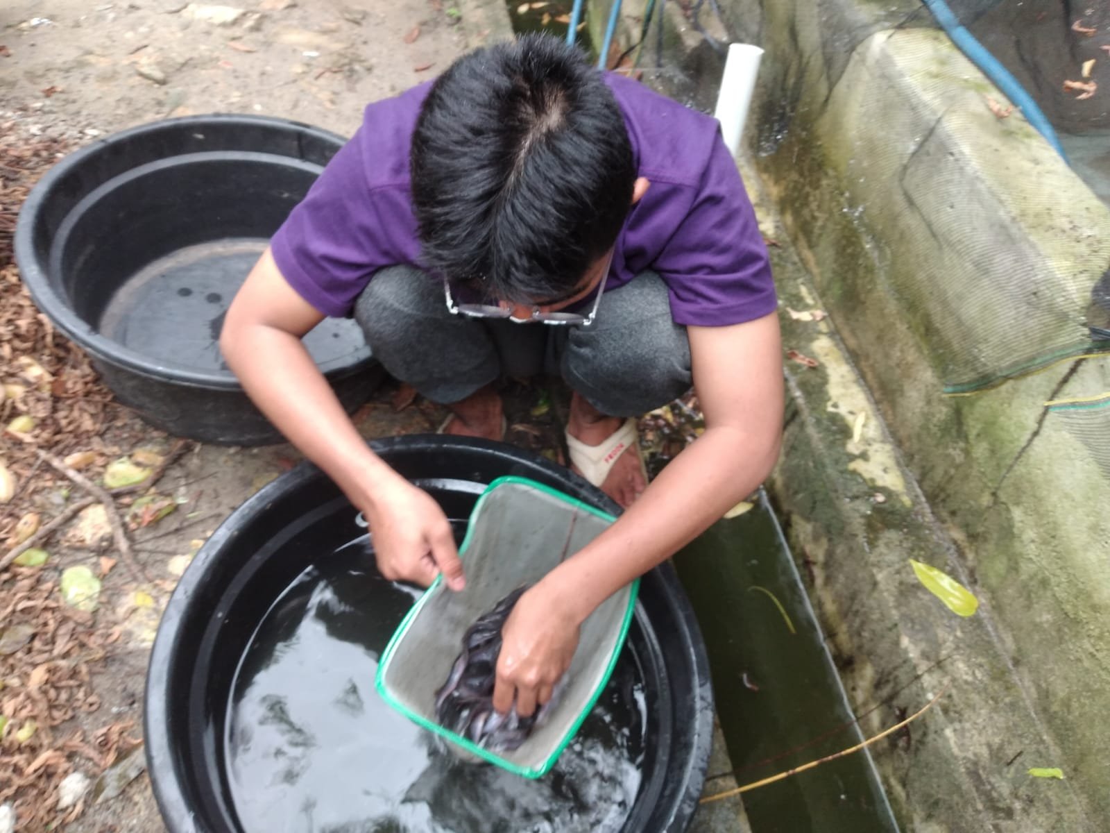 Pokdakan Bunga Bakung Siap Panen Benih Lele Dumbo